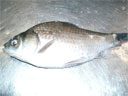 活ふな(食用)